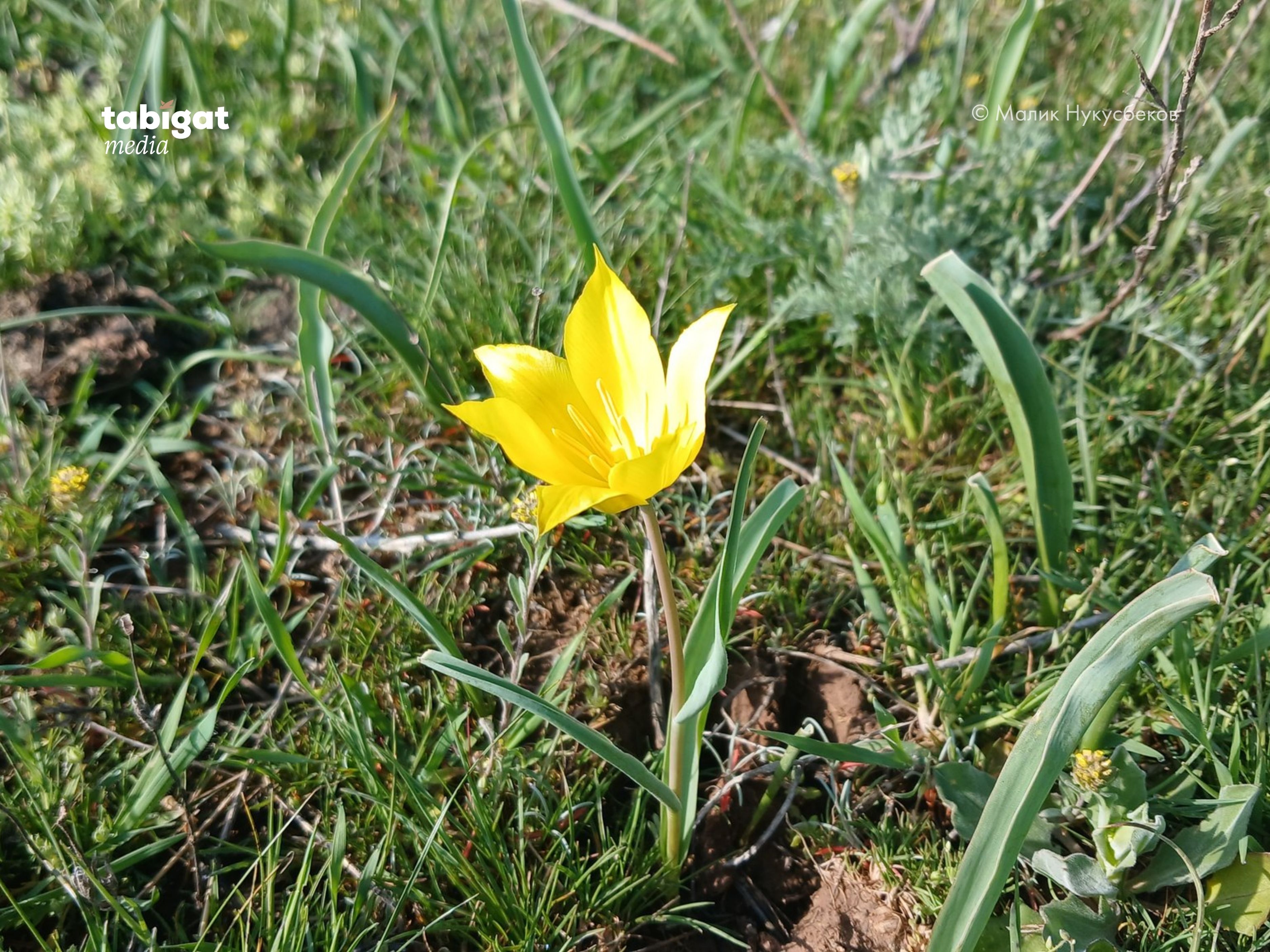 Қыздар жағажайда жігітті жұлқылайды
